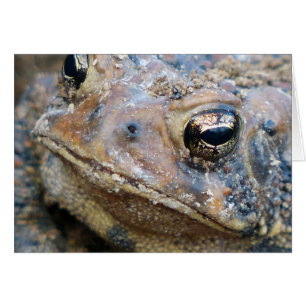 Face de crapaud