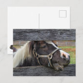 Face Donkey Briefkaart (Voorkant / Achterkant)