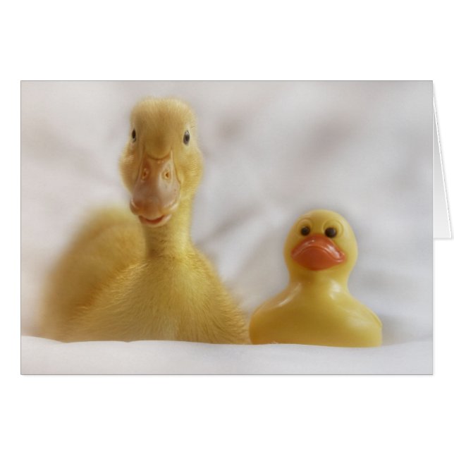 Face droite (Devant horizontal)