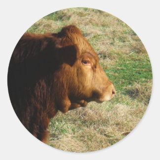 Face of Brown bull koe Ronde Sticker