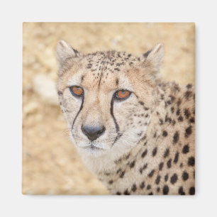 Face of the Wild: Cheetah's Intense Look Magneet