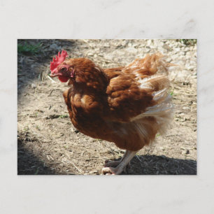 Factory Boerderij Hen Briefkaart