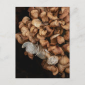 Faded hydrangea briefkaart (Voorkant)