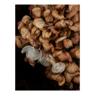 Faded hydrangea perfect poster