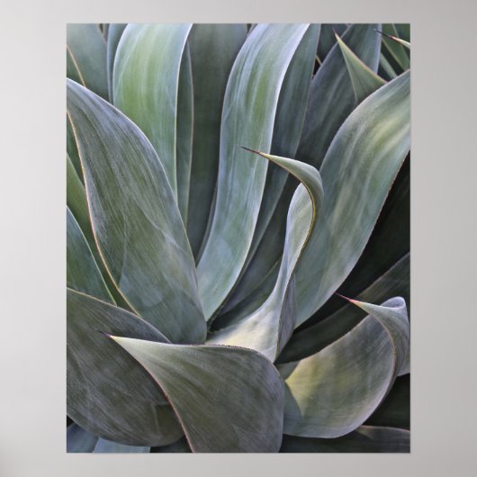 Faded Succulant Detail, 2017 Poster (Voorkant)