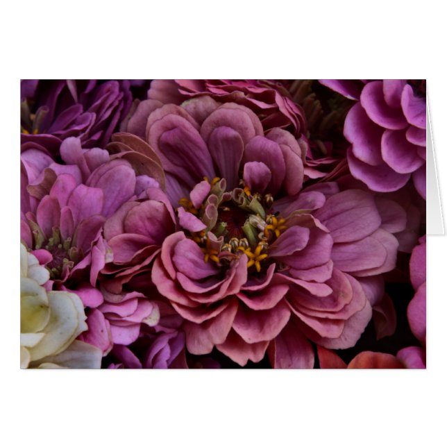Faded Zinnias (Voorkant Horizontaal)