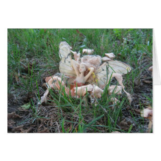 FaerieCard - aidez un homme païen handicapé !