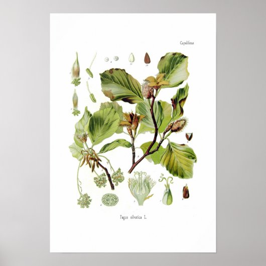 Fagus silvatica (beuk) poster (Voorkant)