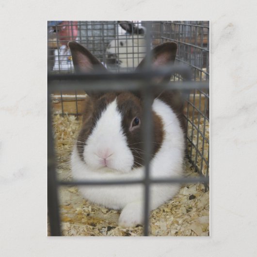 Fair Rabbit Briefkaart (Voorkant)