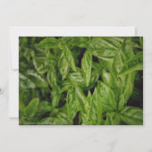 Faire-part Basil Fine Art (Devant)