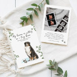 Faire-part Bernese Mountain Dog Pregnancy Announcement<br><div class="desc">Let your first baby help share the big news. This watercolor pregnancy announcement features a sweet illustrated Bernese Mountain Dog proudly holding a tiny baby bodysuit as they announce the arrival of a new little human. The playful message “My humans are getting me a tiny human” adds a lighthearted and...</div>