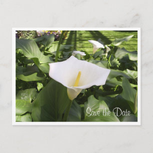 Faire-part Carte postale calla-lily