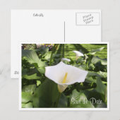 Faire-part Carte postale calla-lily (Devant / Derrière)