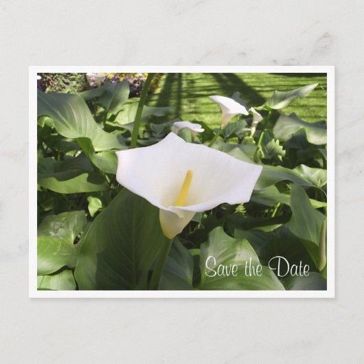 Faire-part Carte postale calla-lily (Devant)