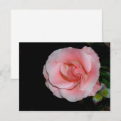 Faire-part Carte postale d'annonce de rose rose (Devant / Derrière)