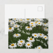 Faire-part Carte postale de fleurs de marguerite d'été pour a (Devant / Derrière)