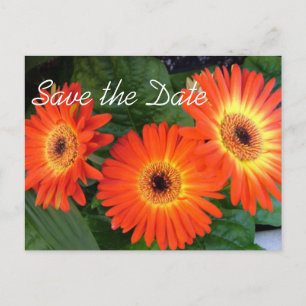 Faire-part Carte postale de fleurs de marguerite pour réserve
