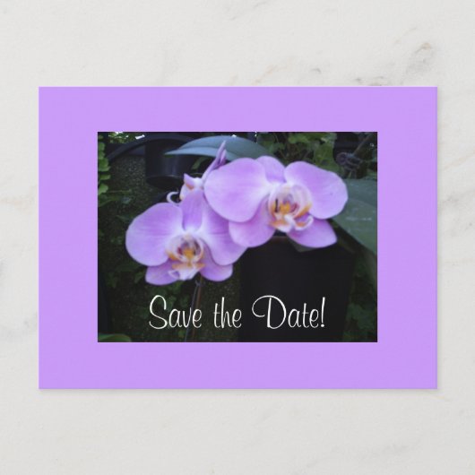 Faire-part Carte postale Deux Orchidées (Devant)
