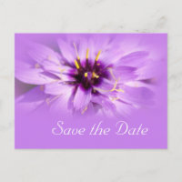 Carte postale élégante de marguerite violette pour