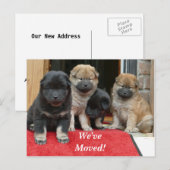 Faire-part Carte postale nouvel emplacement Spaniel Tibétain (Devant / Derrière)