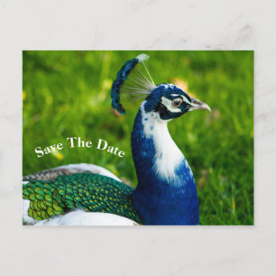 Faire-part Carte postale oiseau paon Enregistrez la date
