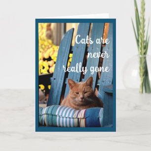 Faire-part Chat Tabby orange sur chaise bleue Sympathie