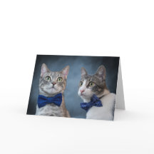 Chats Debonair dans les cuvettes