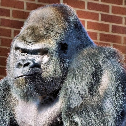 FAIRE-PART CUTE GORILLA