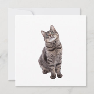 Faire-part Cute tabby Chat