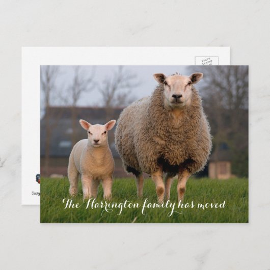 Faire-part de déplacement des moutons de ferme (Devant / Derrière)