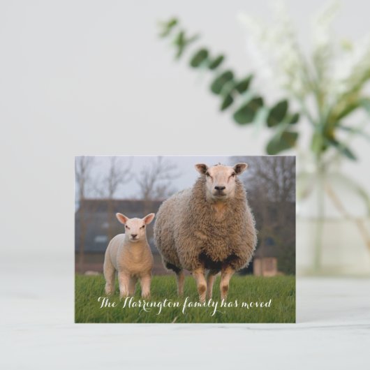 Faire-part de déplacement des moutons de ferme (Debout devant)