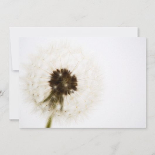 Faire-part de mariage blanc Dandelion (Dos)