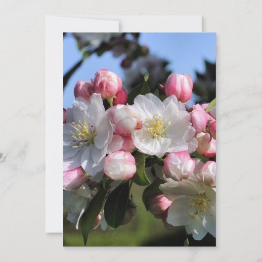 Faire-part de mariage florale en fleurs blanches (Dos)