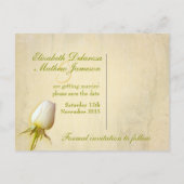 Faire-part Enregistrer la date Carte postale simple Rose blan (Dos)