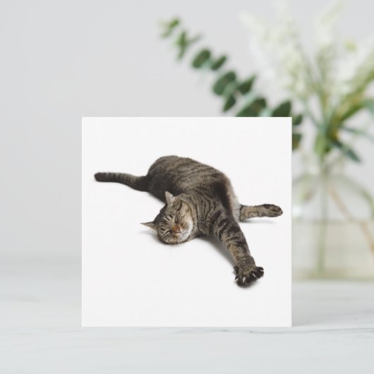 Faire-part Étirement de chats azy (Debout devant)