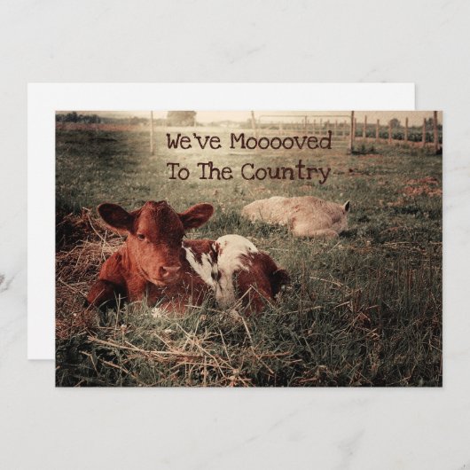 Faire-part Funny Cow Rustic Country Farm Moving (Devant / Derrière)