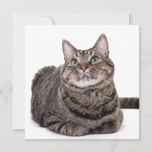 Faire-part Gray Tabby Cat (Devant)