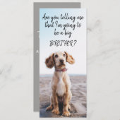 Faire-part Grossesse d'animal de compagnie Big Brother/Sister (Devant / Derrière)