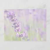 Faire-part Lavendar ・ Enregistrer la carte postale Date (Dos)