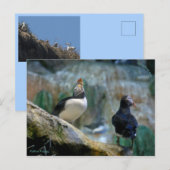 Faire-part Macareux captifs / Nidification, Carte postale Hay (Devant / Derrière)