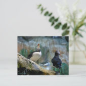 Faire-part Macareux captifs / Nidification, Carte postale Hay (Debout devant)