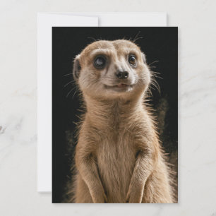 Faire-part Meerkat Wild Animal Élégant Dramatique Mist Portra
