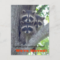 Nous avons Déplacé la carte postale (Raccoons dans