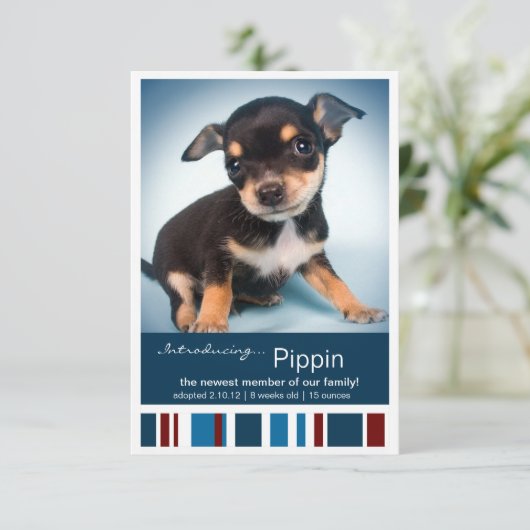 Faire-part Nouveau Pet Homme Bleu Stripes pour Garçon Faire-p (Debout devant)