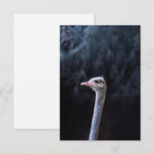 Faire-part portrait d'autruche (Devant / Derrière)