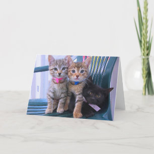 Faire-part Trois chatons