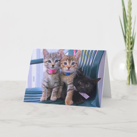 Faire-part Trois chatons (Devant)