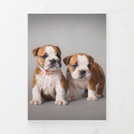 Faire-part Trois Volets Chiens de taupe anglais | Couple mou Bulldog (Page de couverture)