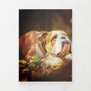 Faire-part Trois Volets Photo de la forêt de Bulldog en anglais