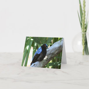 Fairy Bluebird Foto Folded Note Kaart